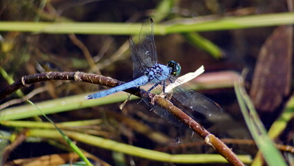 Male eastern pondhawk (Erythemis simplicicollis) dragonfly in Panama City, Florida, USA