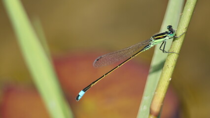 Male rambur's forktail (Ischnura ramburii) dragonfly perched on a blade of grass in Panama City, Florida, USA