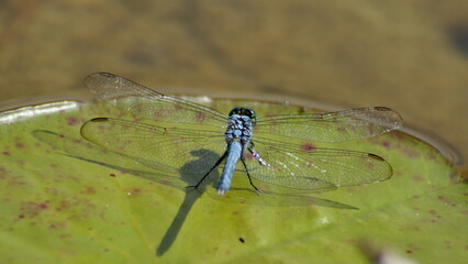 Male eastern pondhawk (Erythemis simplicicollis) dragonfly in Panama City, Florida, USA