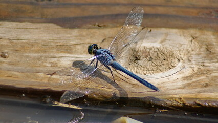 Male eastern pondhawk (Erythemis simplicicollis) dragonfly in Panama City, Florida, USA