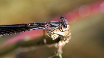 Ebony jewelwing (Calopteryx maculata) damselfly in Panama City, Florida, USA