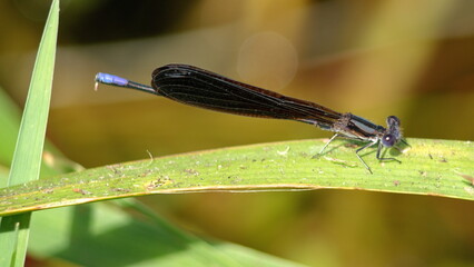 Ebony jewelwing (Calopteryx maculata) damselfly in Panama City, Florida, USA