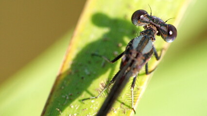 Close up of an ebony jewelwing (Calopteryx maculata) damselfly in Panama City, Florida, USA