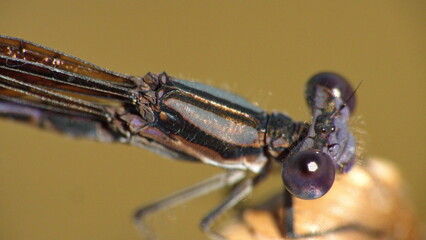 Close up of an ebony jewelwing (Calopteryx maculata) damselfly in Panama City, Florida, USA