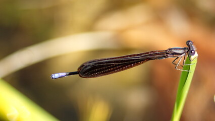 Ebony jewelwing (Calopteryx maculata) damselfly in Panama City, Florida, USA