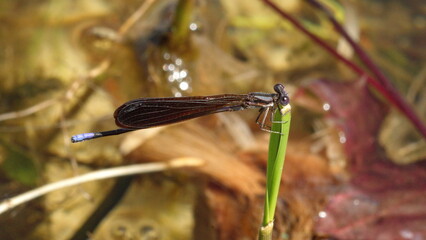 Ebony jewelwing (Calopteryx maculata) damselfly in Panama City, Florida, USA