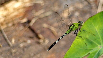 Female eastern pondhawk (erythemis simplicicollis) dragonfly perched on a leaf in Panama City, Florida, USA