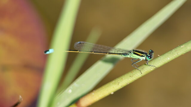 Male rambur's forktail (Ischnura ramburii) dragonfly perched on a blade of grass in Panama City, Florida, USA