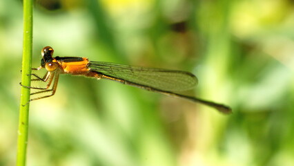 Female rambur's forktail (Ischnura ramburii) dragonfly perched on a blade of grass in Panama City, Florida, USA