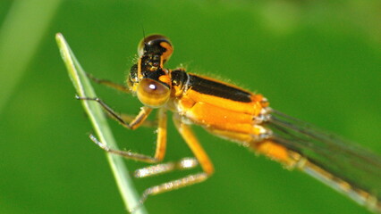 Close up of a female rambur's forktail (Ischnura ramburii) dragonfly perched on a blade of grass in Panama City, Florida, USA