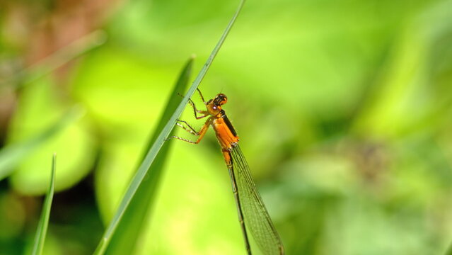 Female rambur's forktail (Ischnura ramburii) dragonfly perched on a blade of grass in Panama City, Florida, USA