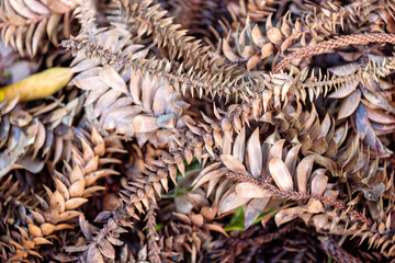 hoop pine leaves, brown fall autumn, abstract organic background texture pattern wallpaper, macro...