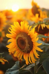 Fototapeta premium Close-up of a sunflower field at sunset, with the golden light bathing the flowers and casting long shadows