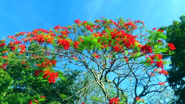 Beautiful flame tree flowers blooming against a blue sky. Flame tree. Flamboyant. Royal poinciana. Delonix Regia. Blooming red flowering tree in Bangkok, Thailand.