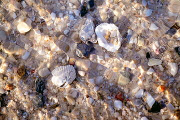 shells on sand under water beach, abstract organic background texture pattern wallpaper, macro...