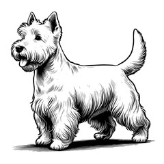 Cute Scottish Terrier dog in full-body, hand drawn sketch. Vector isolated on white background