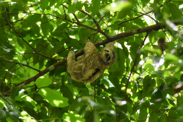 Smiling baby sloth 