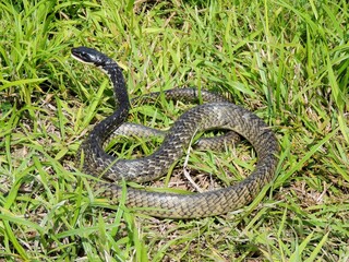 snake in the grass