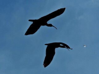 seagull in the sky