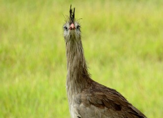 pheasant in the grass