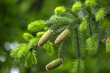 Close up of a green fir cones over blurred background