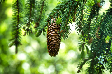 Pine cone hanging on branch of a conifer tree