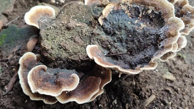ganoderma fungus plant