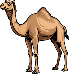 Desert-resistant camel, camel, animal