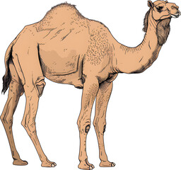 Desert-resistant camel, camel, animal