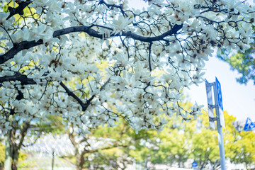 春の久屋大通り