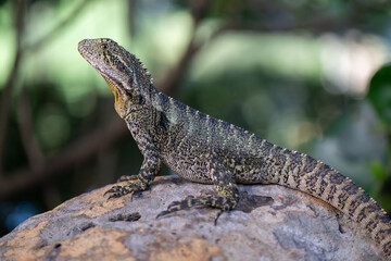 Australian water dragon, Intellagama lesueurii, native reptile on rock, river creek rainforest habitat environment