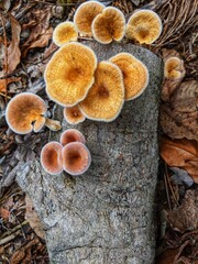 Fototapeta na wymiar Saprophytic fungi thrive on rotting wood