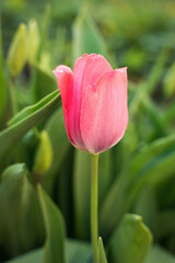 A delicate pink tulip on a green background.