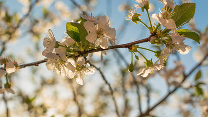 Cherry blossoms on a blue sky background.