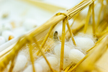 糸を吐く蚕の幼虫