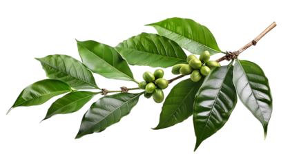 Coffee tree branches covered with green leaves and young coffee berries