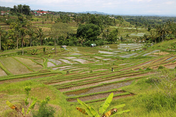 View at rice terraces - Jatiluwih Rice Terraces, Bali, Indonesia