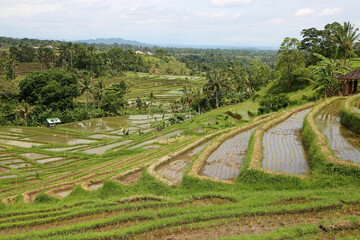 The valley with rice terraces - Jatiluwih Rice Terraces, Bali, Indonesia