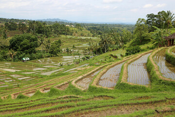 Fototapeta na wymiar The valley with rice terraces - Jatiluwih Rice Terraces, Bali, Indonesia