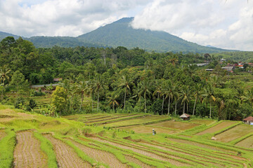 Fototapeta na wymiar Batukaru mountain - Jatiluwih Rice Terraces, Bali, Indonesia