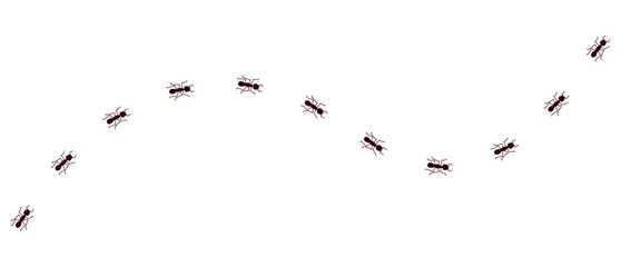 Ants walk in group. Row of ants moves quickly in one direction. Little ant trail isolated on white background. Doodle ant