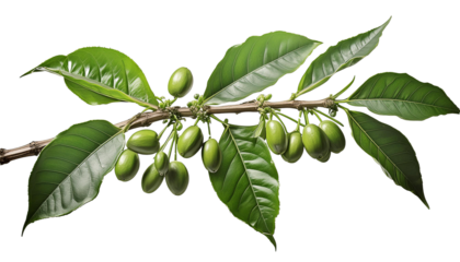 Coffee tree twig with green leaves and young coffee berries