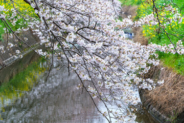 水辺の花びら