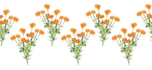 Seamless rim with watercolor frying flowers Trollius on white background. Yellow orange summer wildflower. Pattern with herbs for aromatherapy and bouquet. Botanical border for wallpaper or wrapping