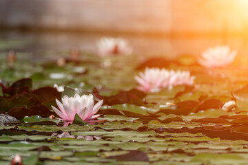 Pink lotus water lily flower in pond, waterlily with green leaves blooming