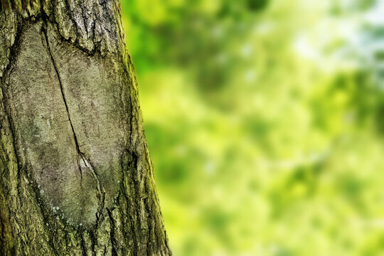  trunk of the old tree