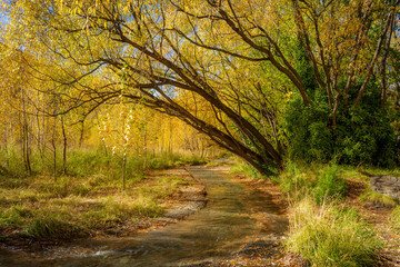 River in autumn forest near Arrowtown, New Zealand