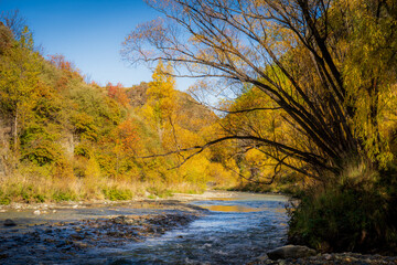 River in autumn forest near Arrowtown, New Zealand