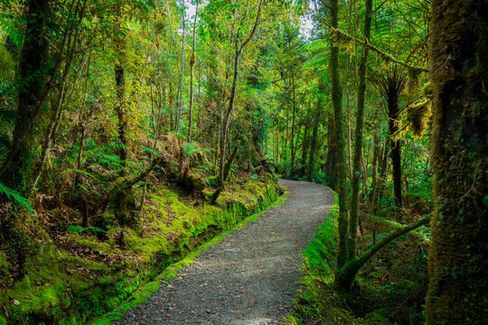 path in the tropical rain forest in Lake Matheson Walk,Haast,New Zealand