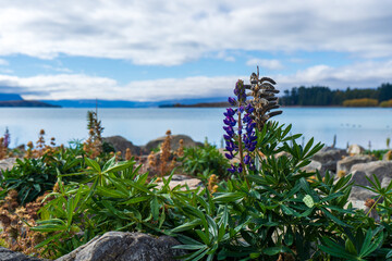 View of the lake with autumn Lupins, dried lupins in Lake Tekapo, New Zealand